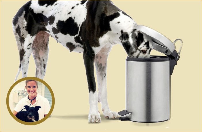 Ist billig gut für den Hund?