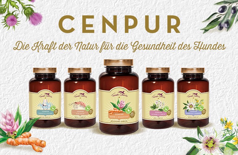 Kurkuma für Hunde - hier ist alles gold, was glänzt