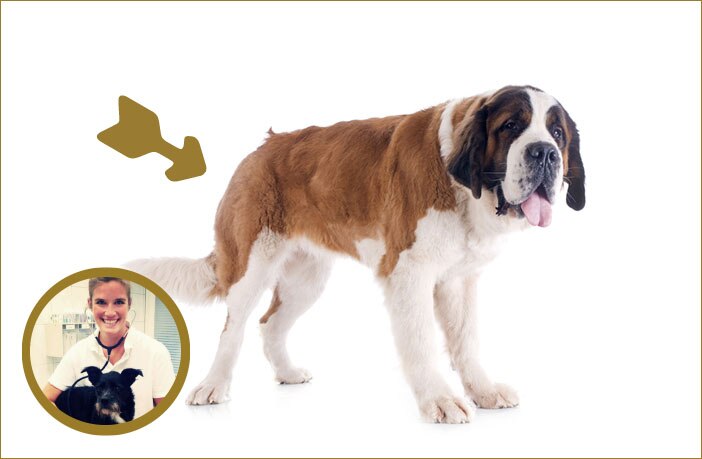Die HD beim Hund