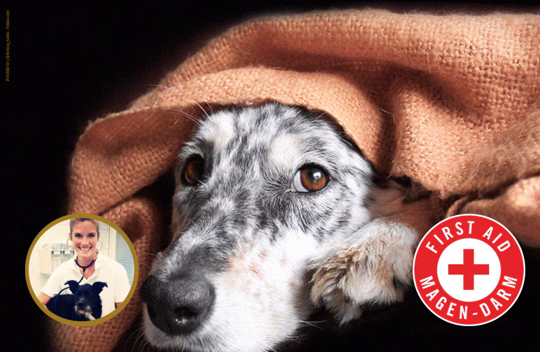 Erste Hilfe für den Hundemagen