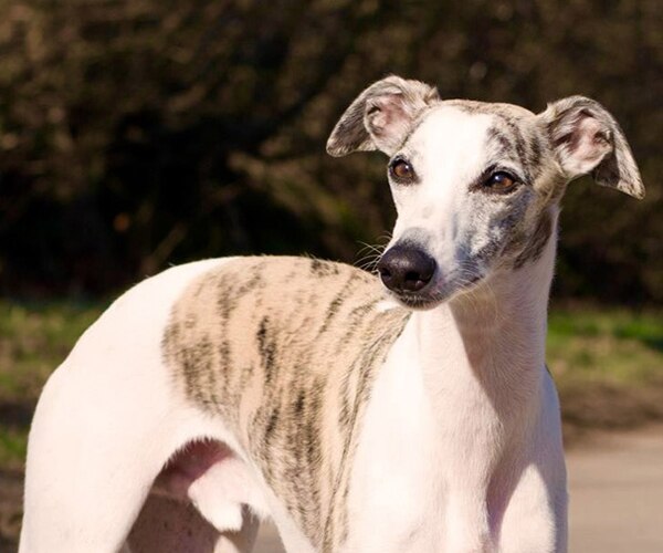Whippet Vlog