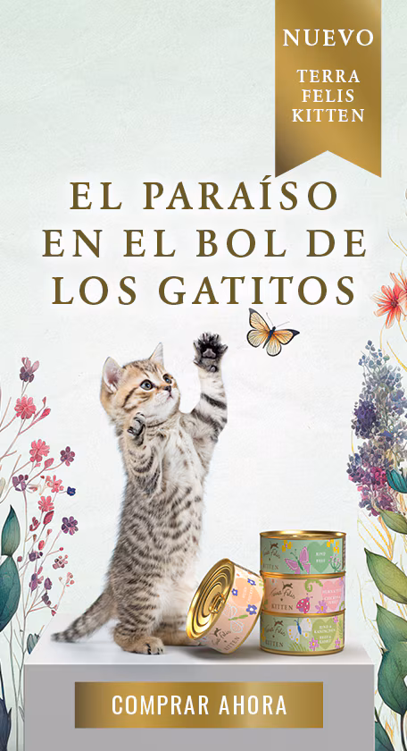 Comida Para Gatos Kitten