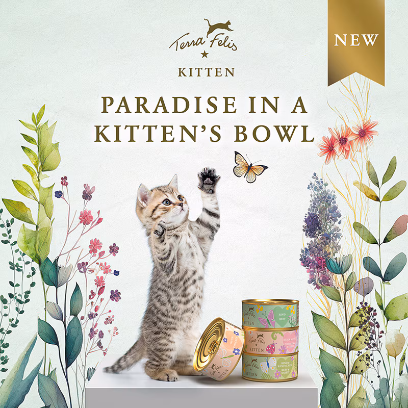 TF Kitten Launch Flyer 21 x 21 EN