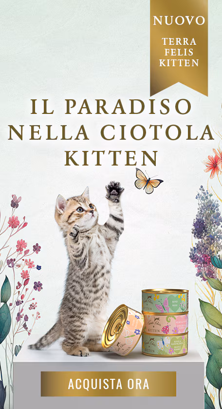 Cibo Per Gatti Kitten