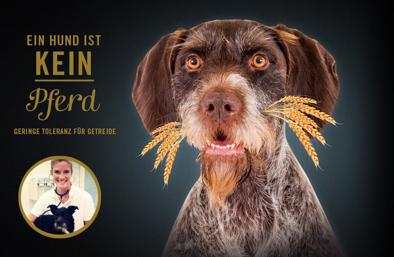 Der Hund ist kein Pferd- geringe Toleranz für Getreide