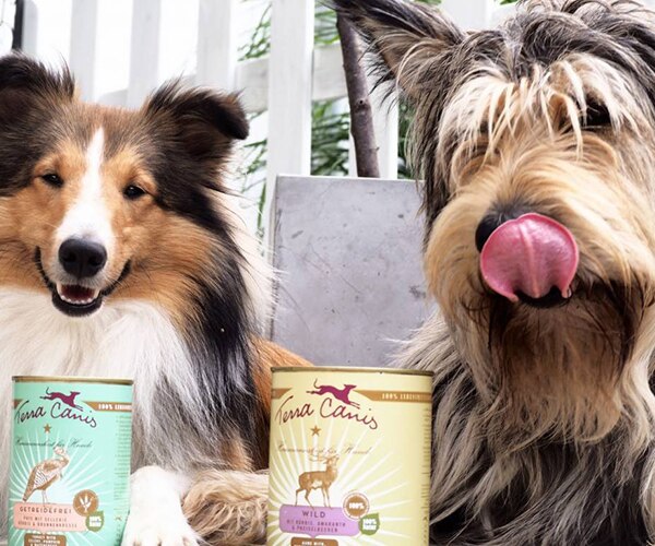 Sheltie & Picard