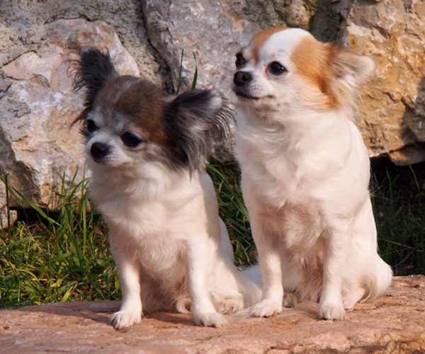 Anita, Kimba & Bambi