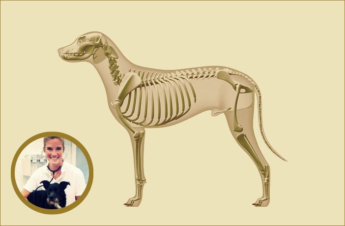 Der Bewegungsapparat des Hundes: Aufbau, Wachstum und Erkrankungen