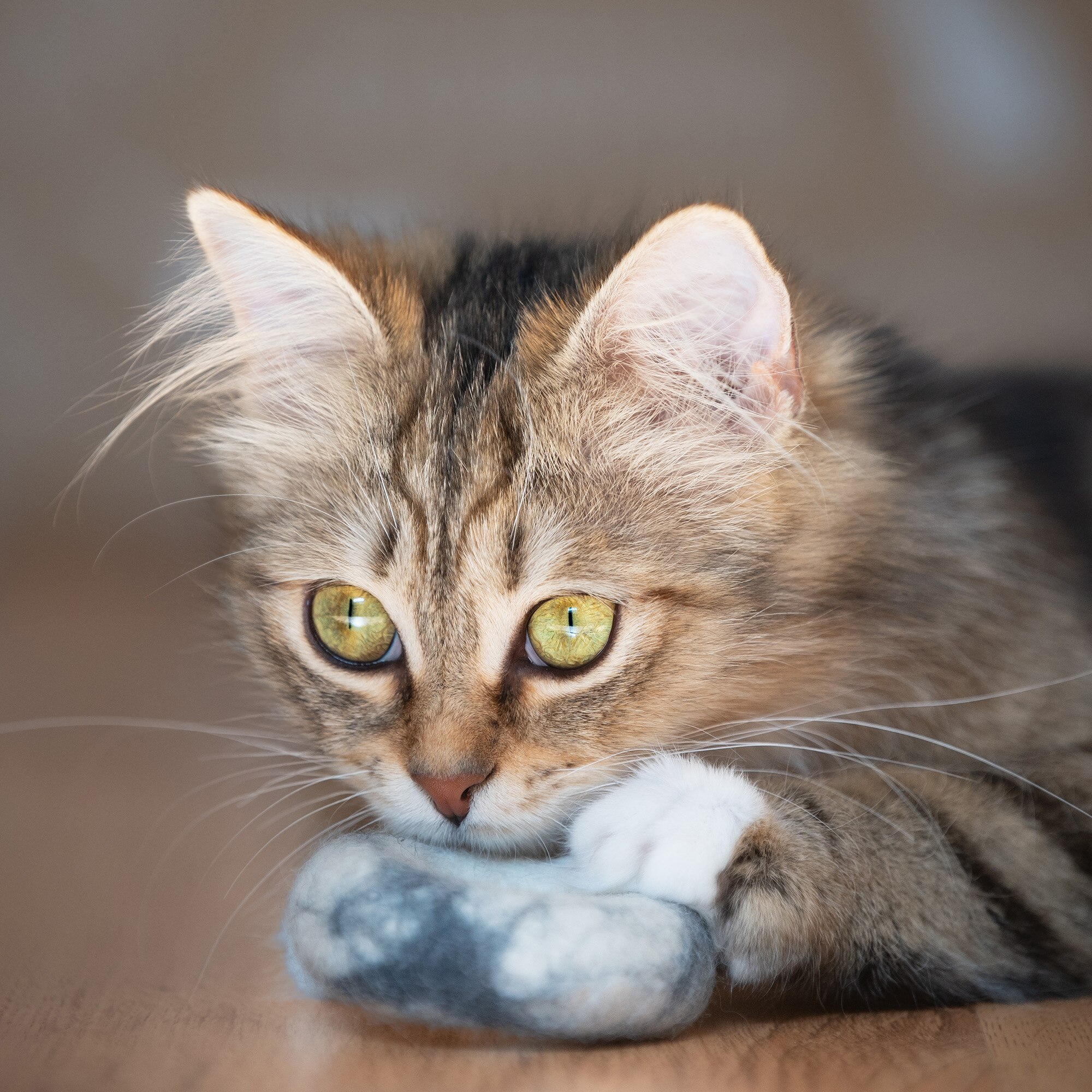 Toy Katze Filzring 7 cm, weiß