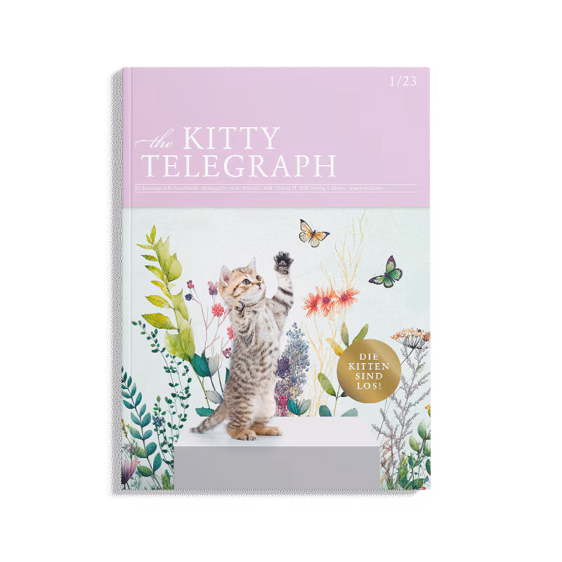 Kitty Telegraph Sommer 2023