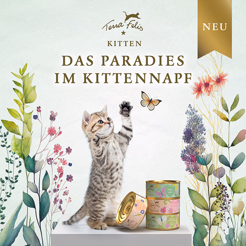 TF Kitten Launch Flyer 21 x 21 DE