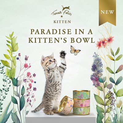 TF Kitten Launch Flyer 21 x 21 EN