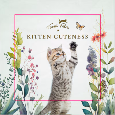 TF Magnet Kitten