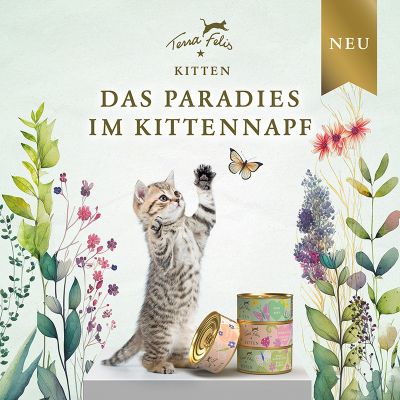 TF Kitten Launch Flyer 21 x 21 DE
